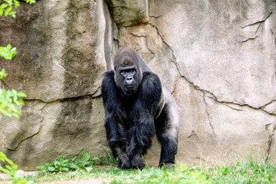 站在岩石后面的黑色大猩猩